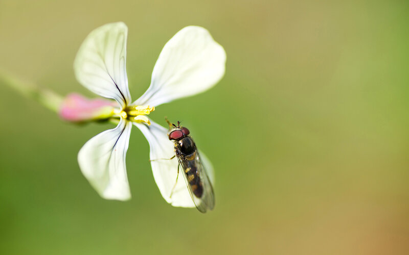 Fly on White Flower
