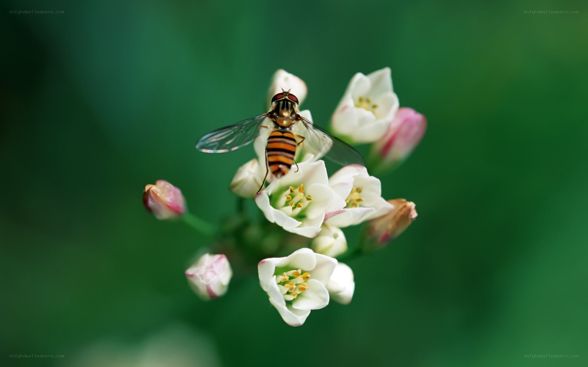 fly on white flowers