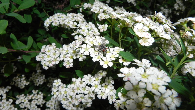 fly on white flowers