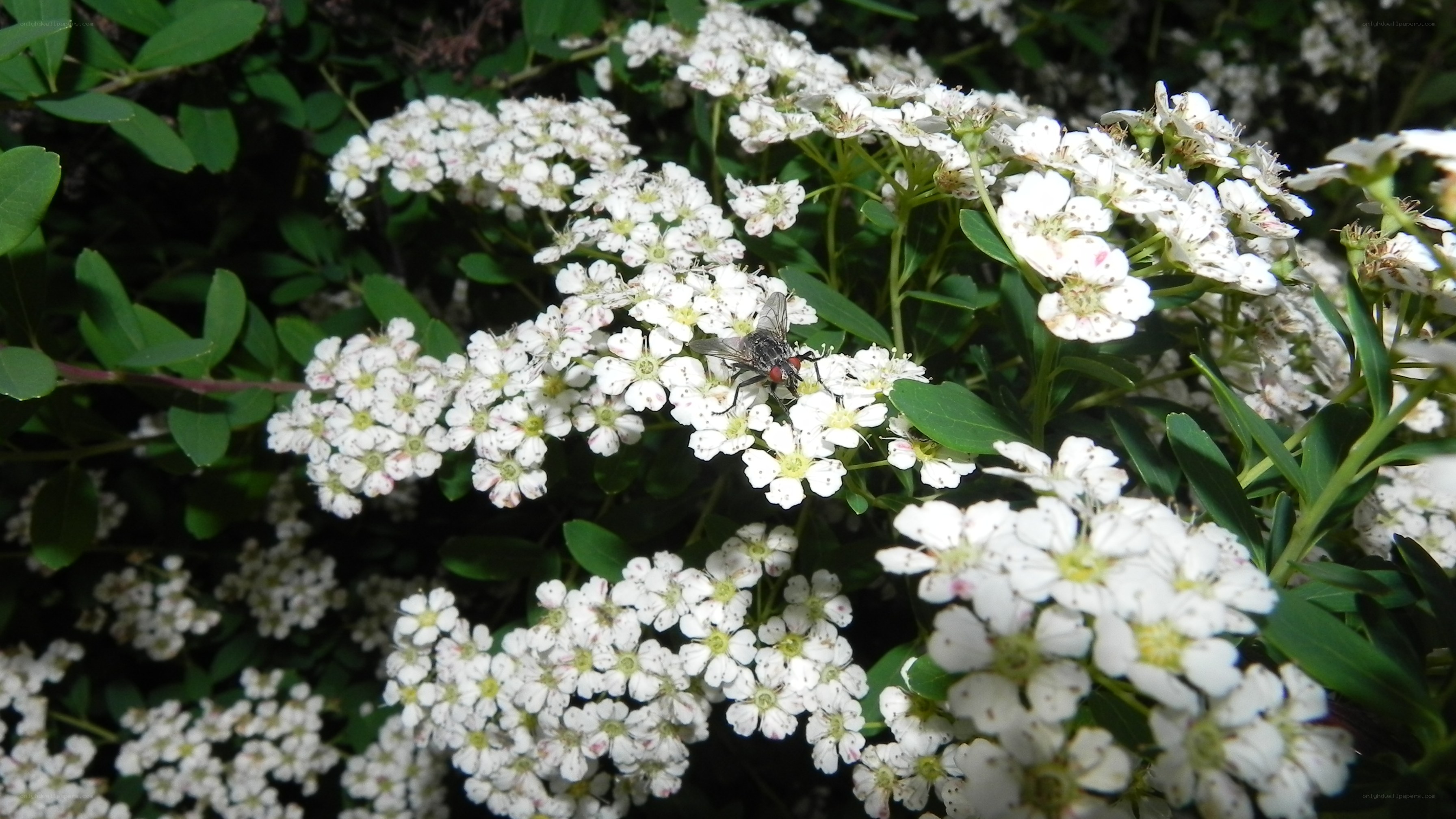 fly on white flowers
