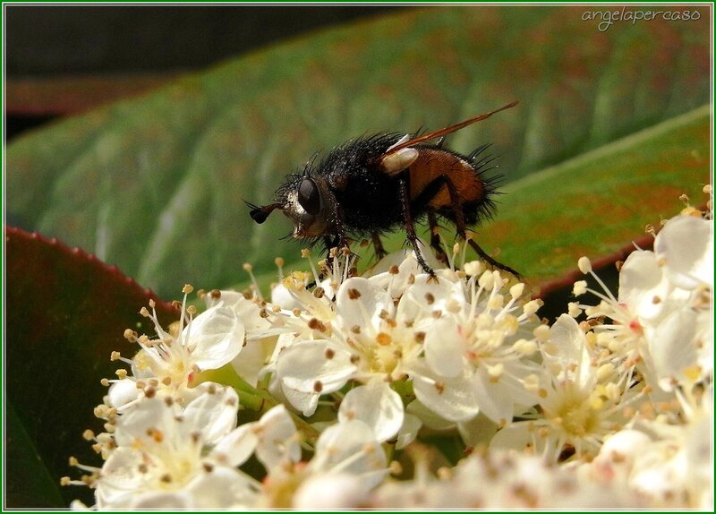 Fly on White Flowers — Natural