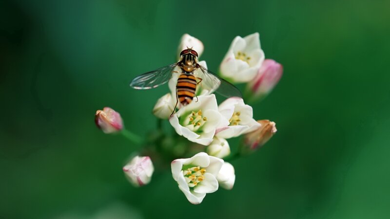 Fly on white flowers