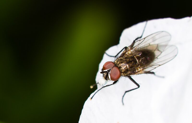 Fly on White Petal