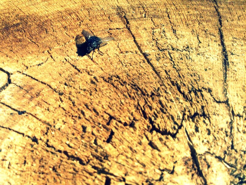 Fly on Wooden Surface — Brown