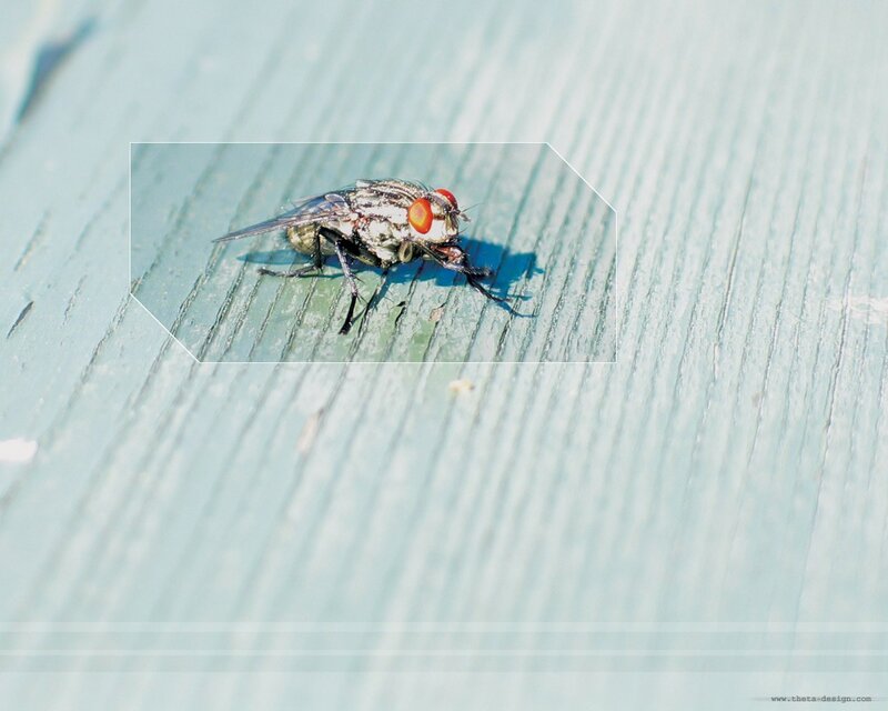 fly on wooden surface