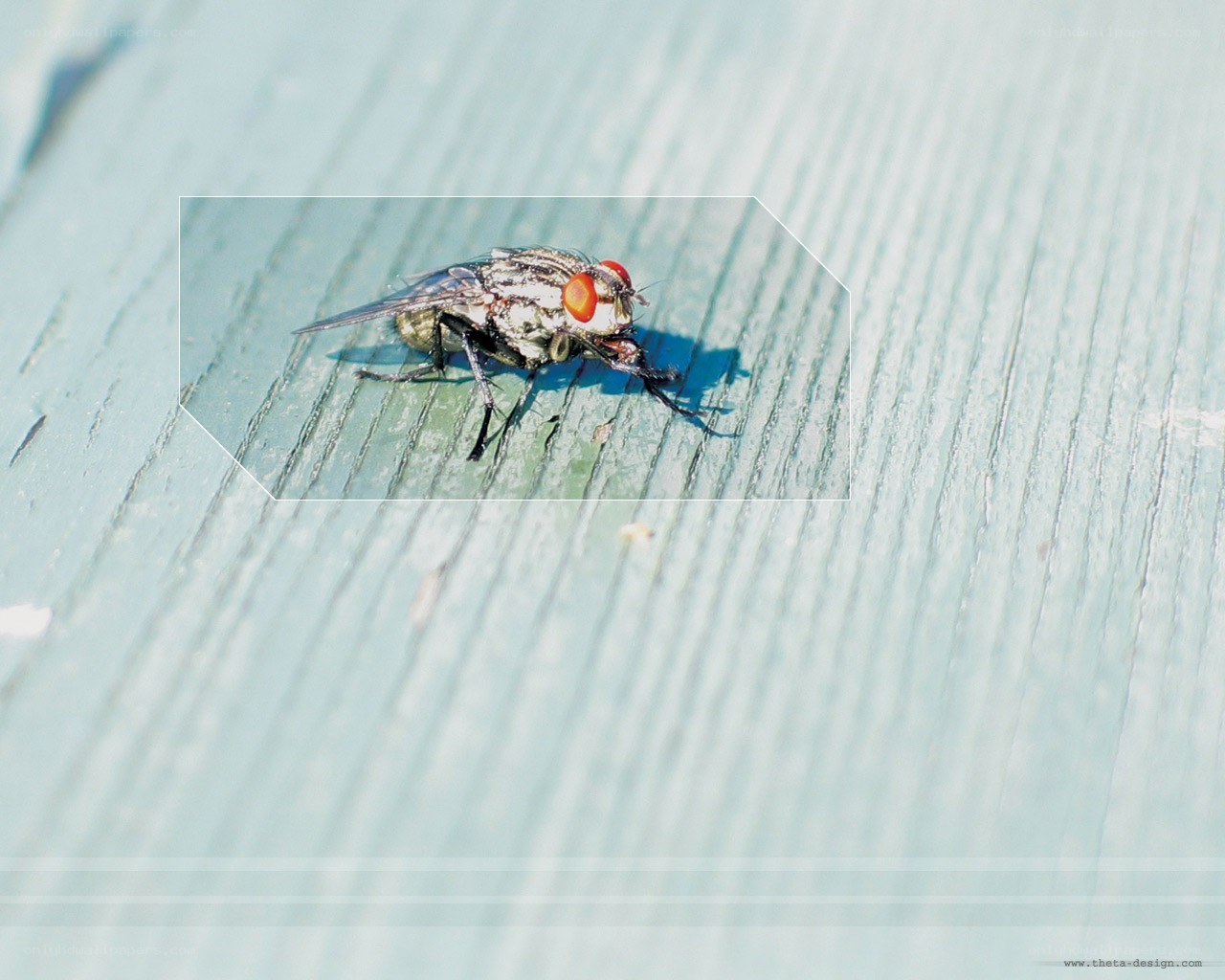 fly on wooden surface
