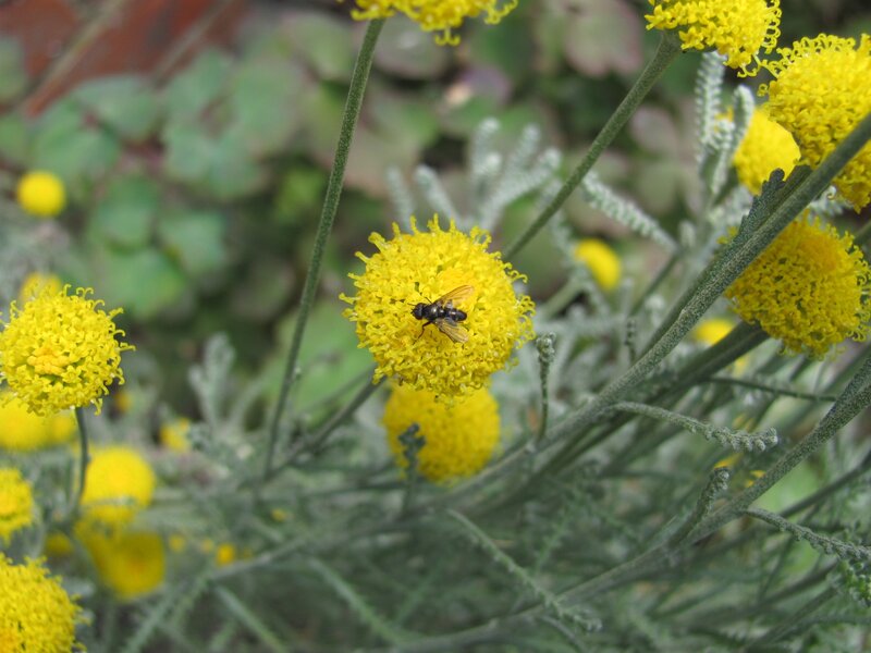 fly on yellow flower