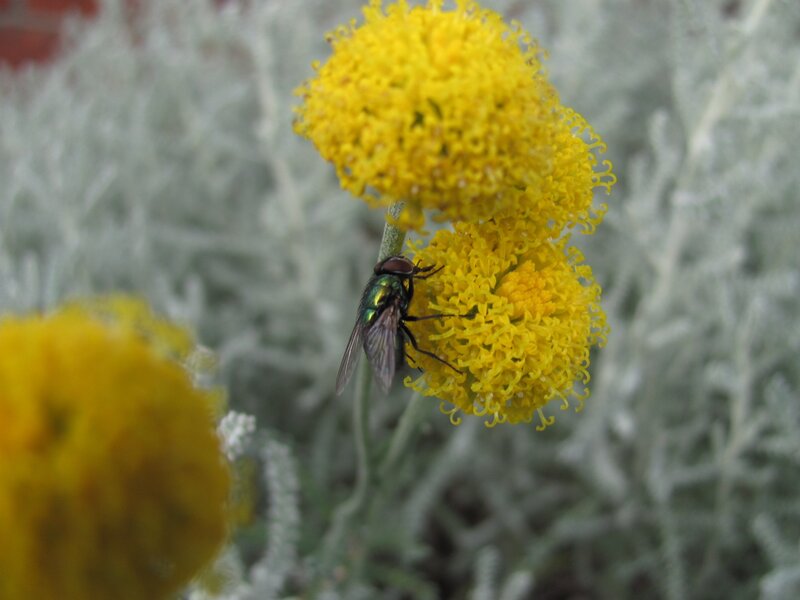 fly on yellow flower