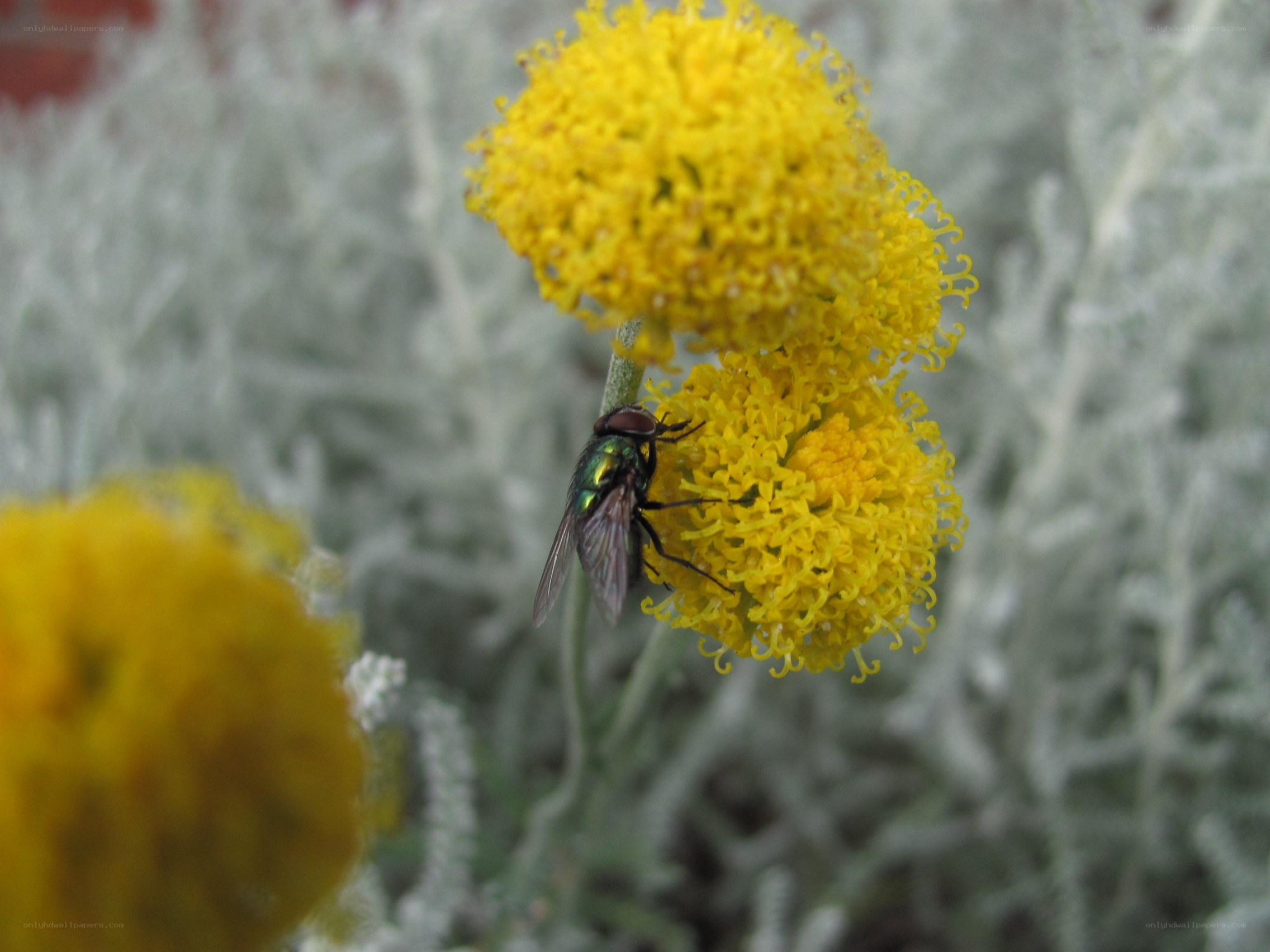 fly on yellow flower