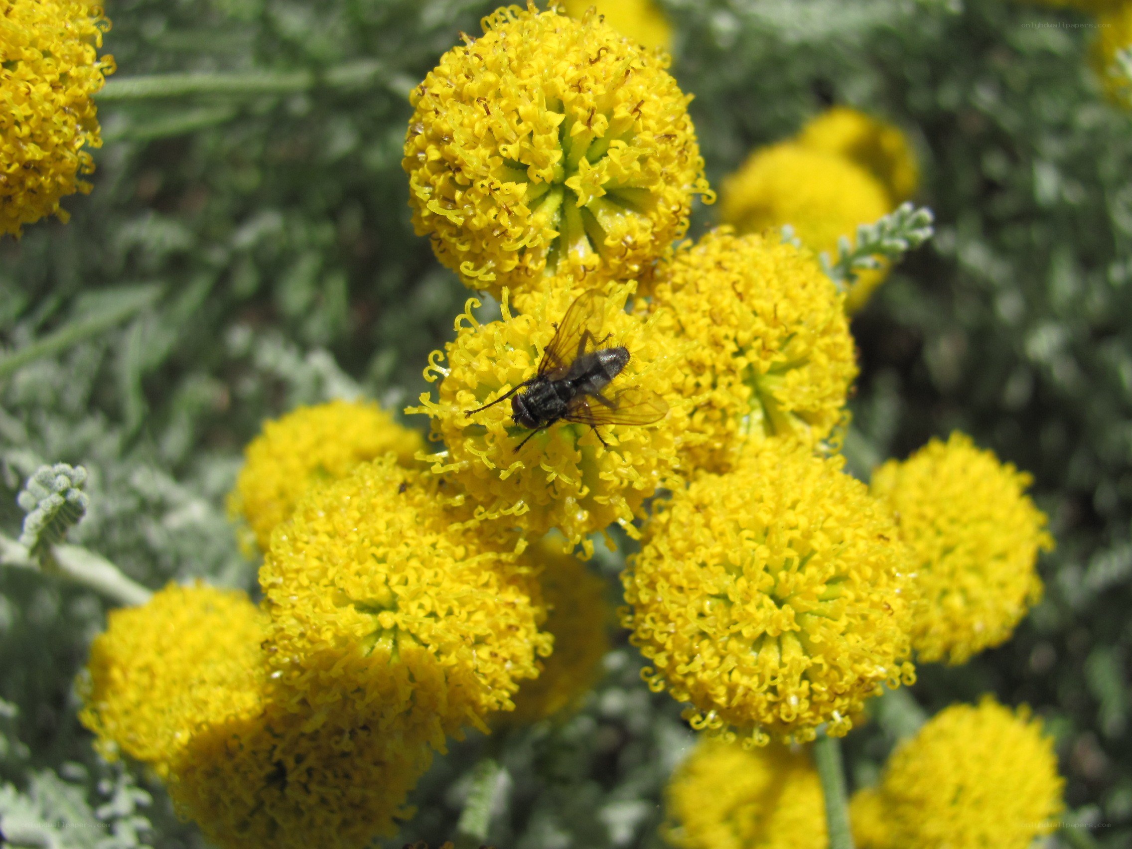 fly on yellow flower