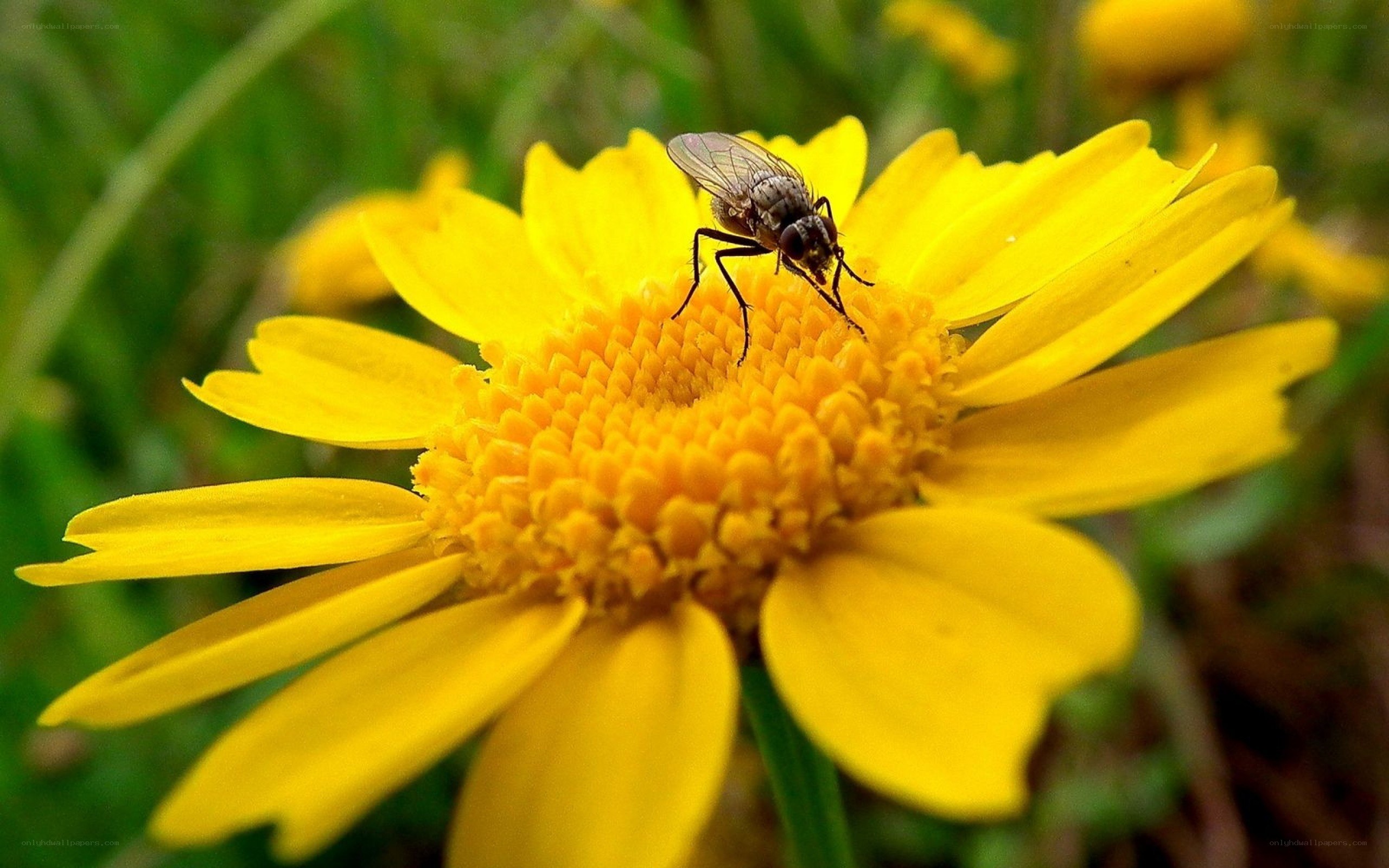 fly on yellow flower