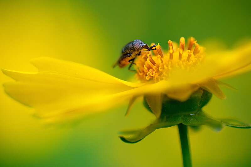 Fly on Yellow Flower — Calm, Afternoon
