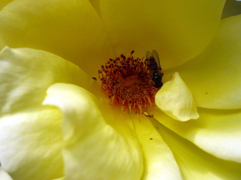 Fly on Yellow Flower — Calm