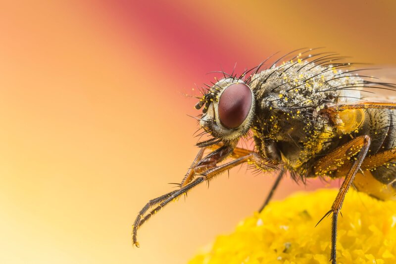 Fly on Yellow Flower — Dramatic