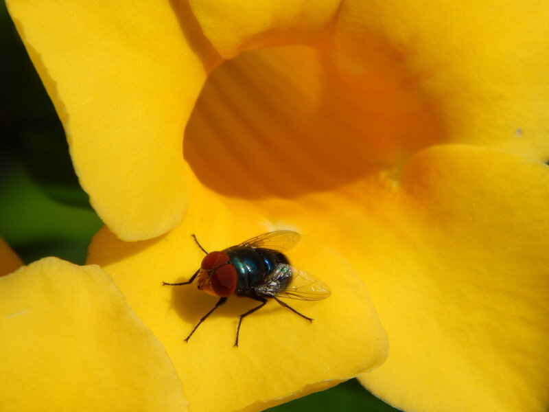 Fly on Yellow Flower — Natural