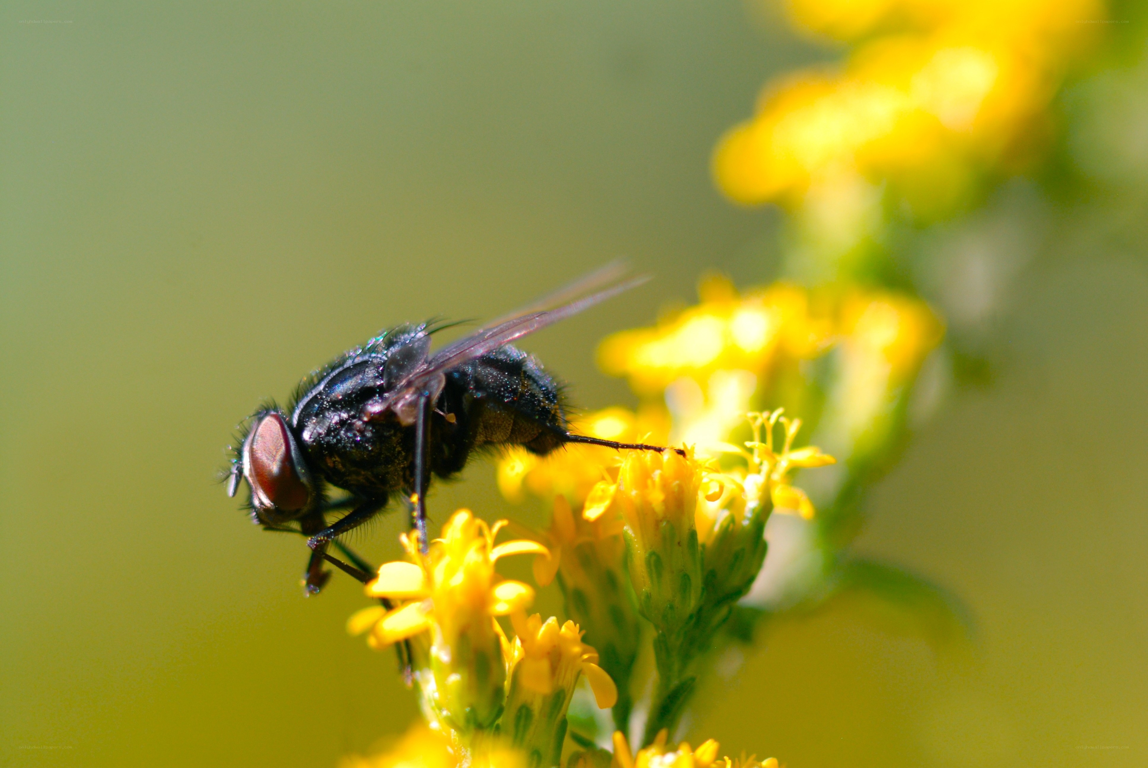 Fly on yellow flower