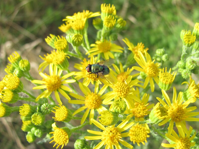 fly on yellow flowers