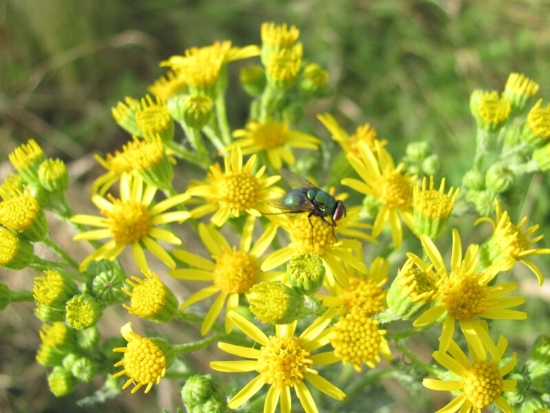fly on yellow flowers