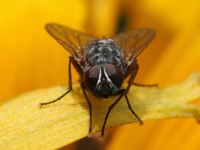 Fly on Yellow Petal