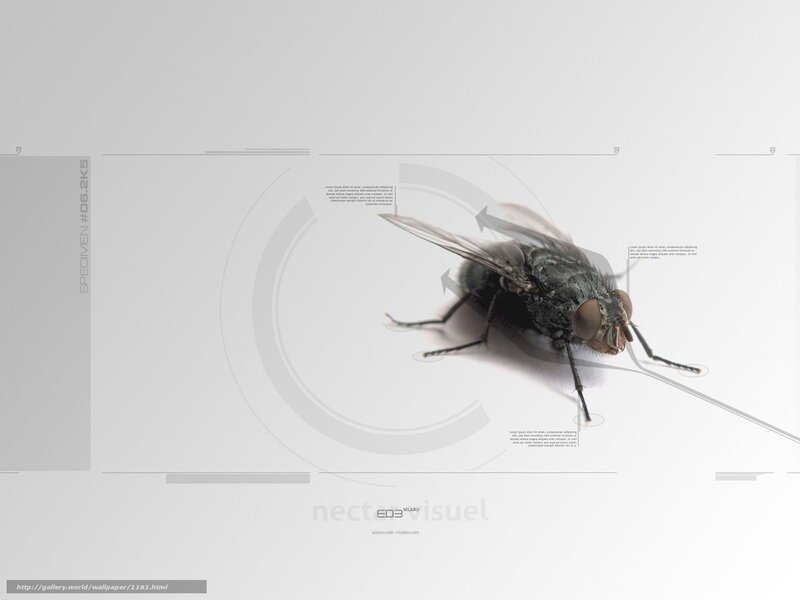 fly specimen analysis