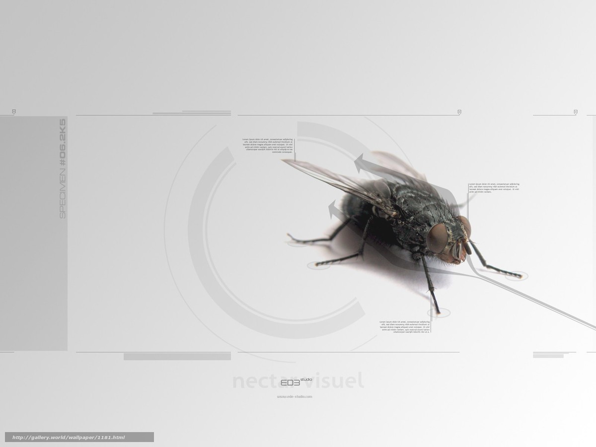 fly specimen analysis