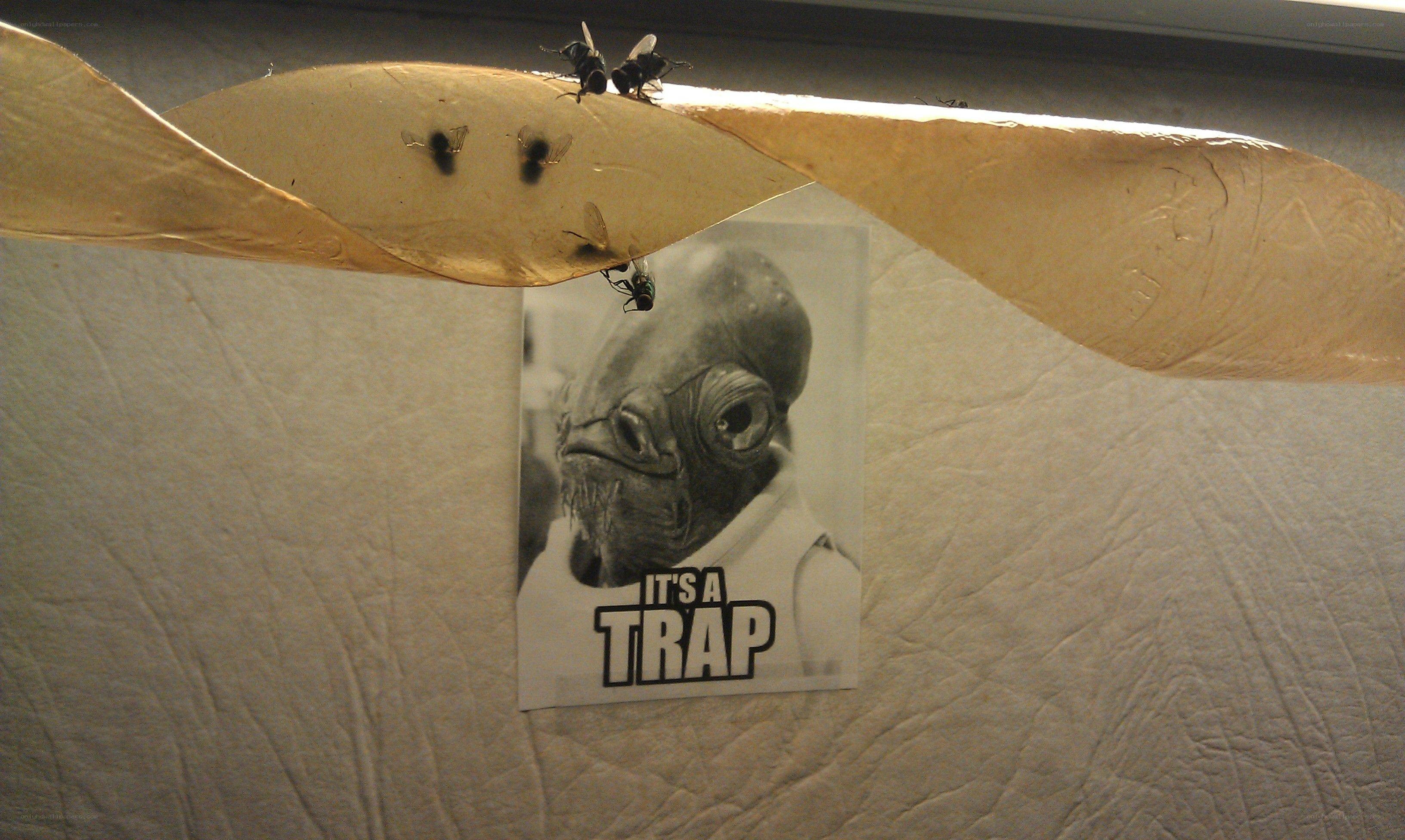 Fly trap with meme poster
