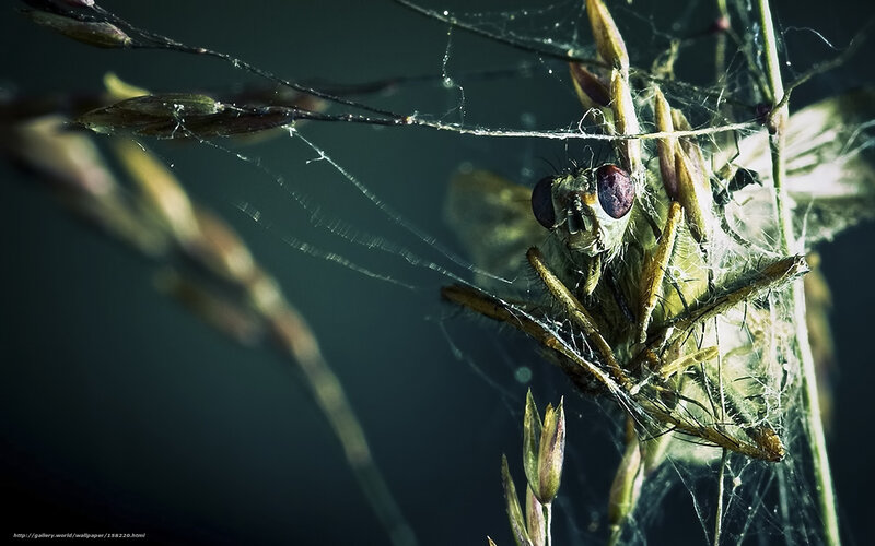 Fly trapped in spider web
