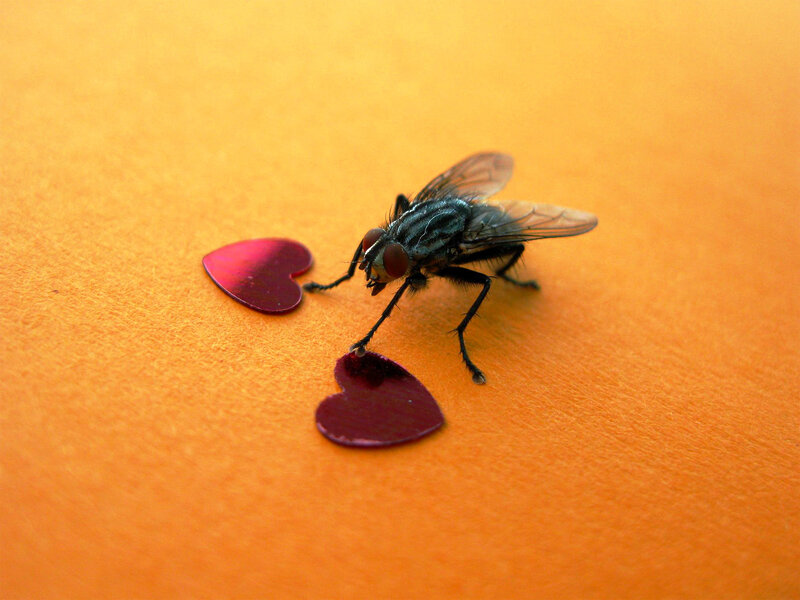 fly with heart-shaped objects