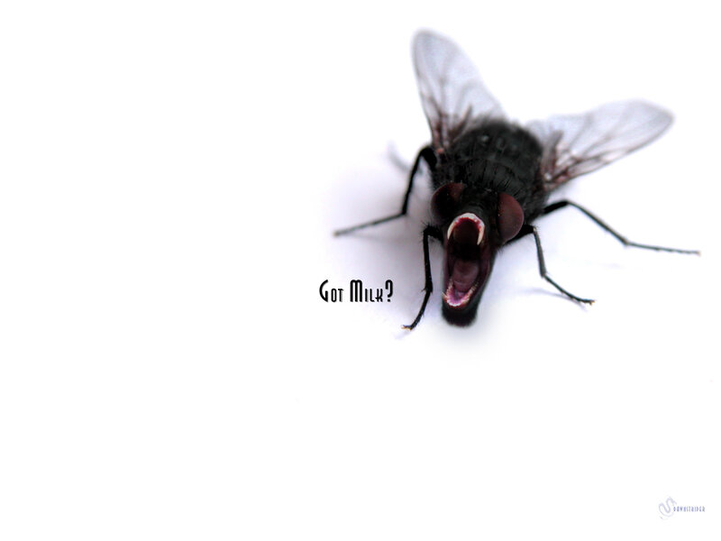fly with open mouth