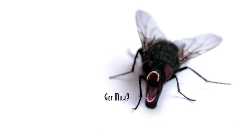 fly with open mouth