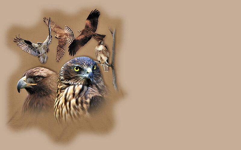 Flying and Perched Hawks
