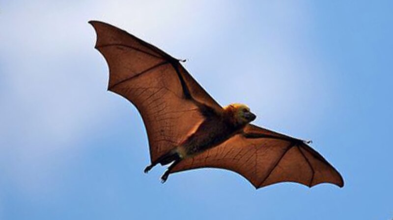 Flying Bat in Sky