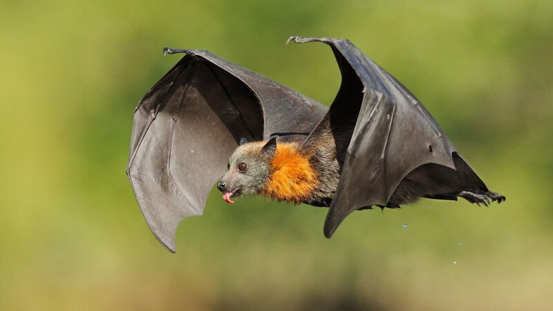 Flying Bat with Orange Neck — Black