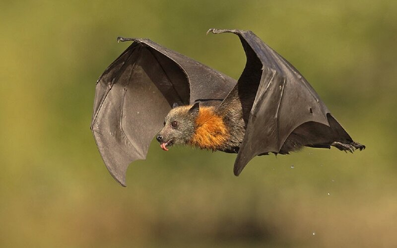 Flying Bat with Orange Neck