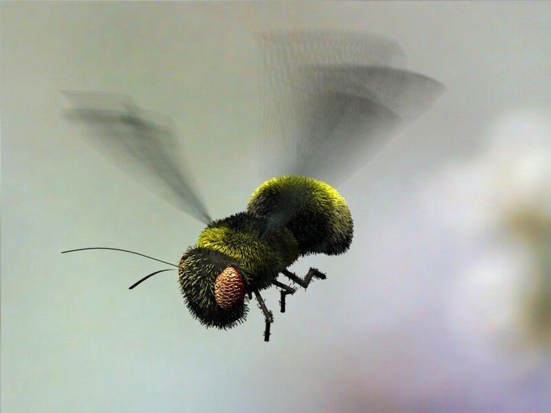 Flying Bee Insect