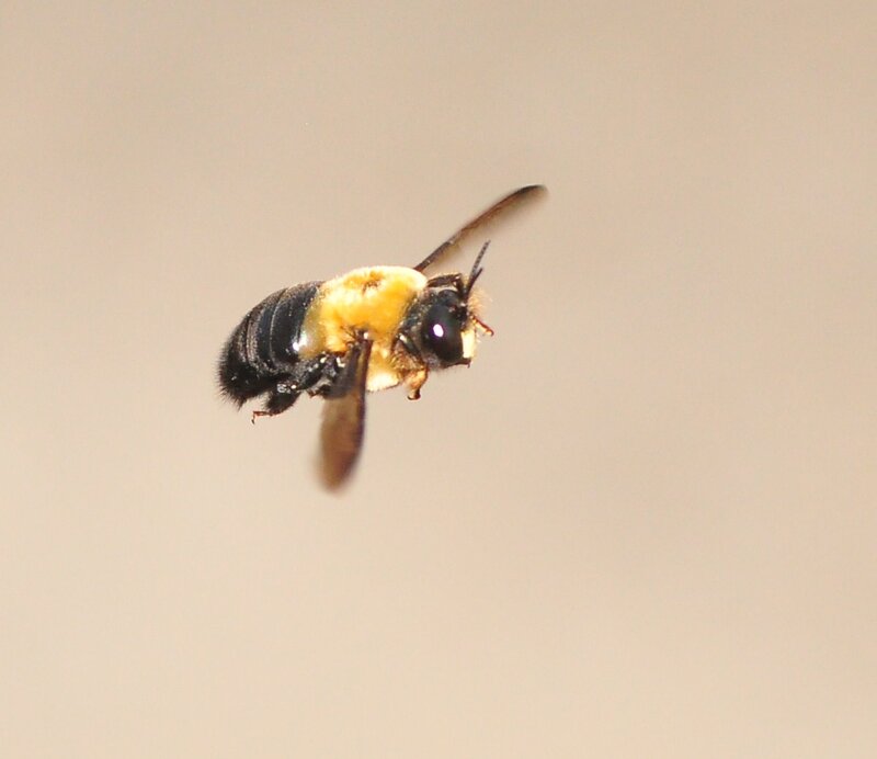 Flying Bee