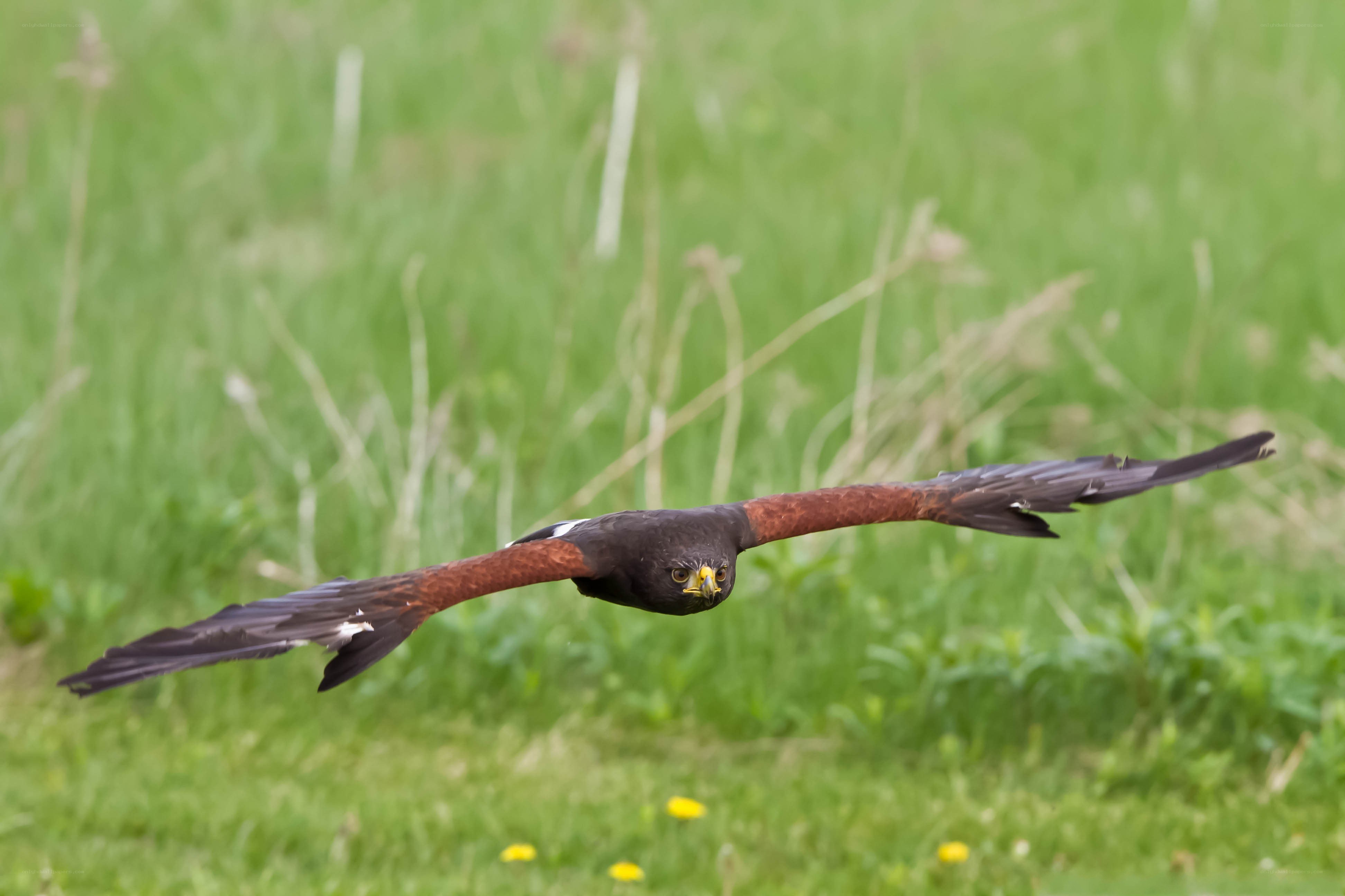 flying bird in a field