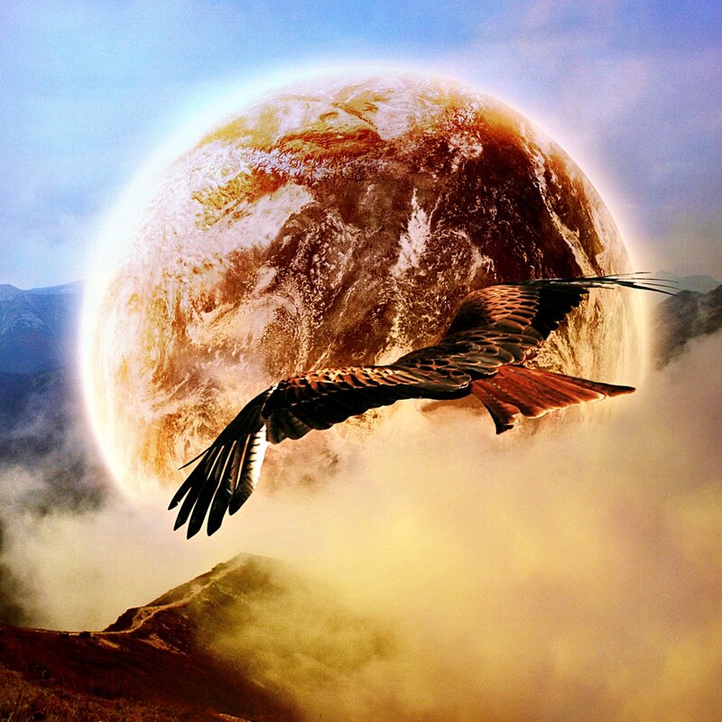 Flying Bird in Clouds — Brown
