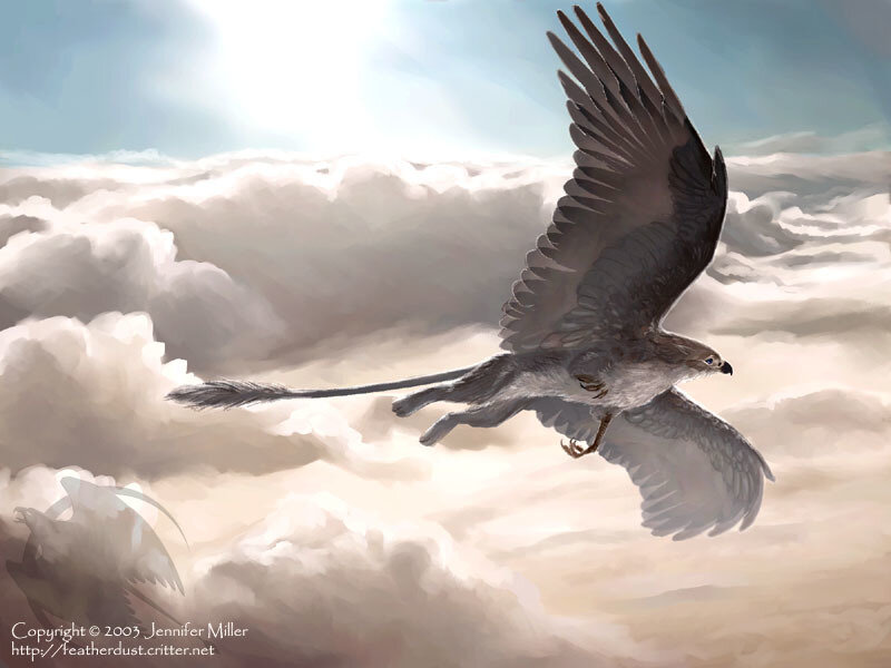 flying bird in clouds