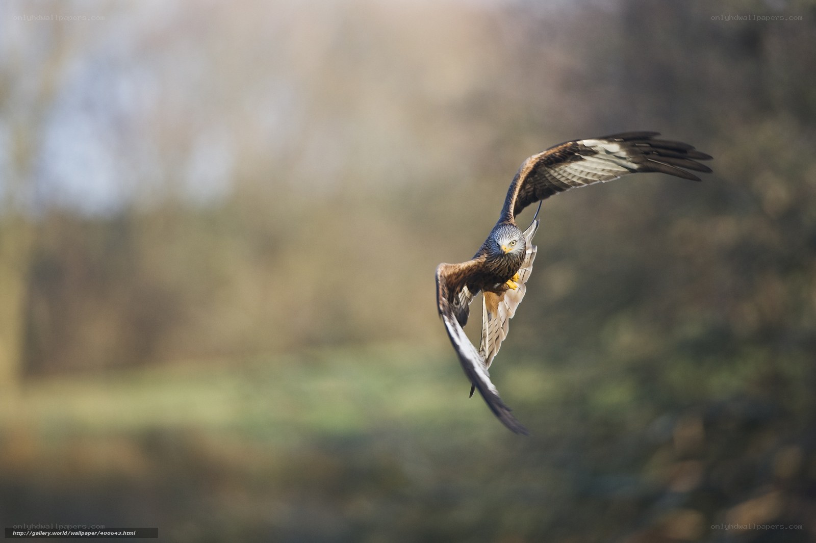 flying bird in motion