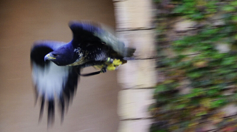 Flying Bird in Motion — Black