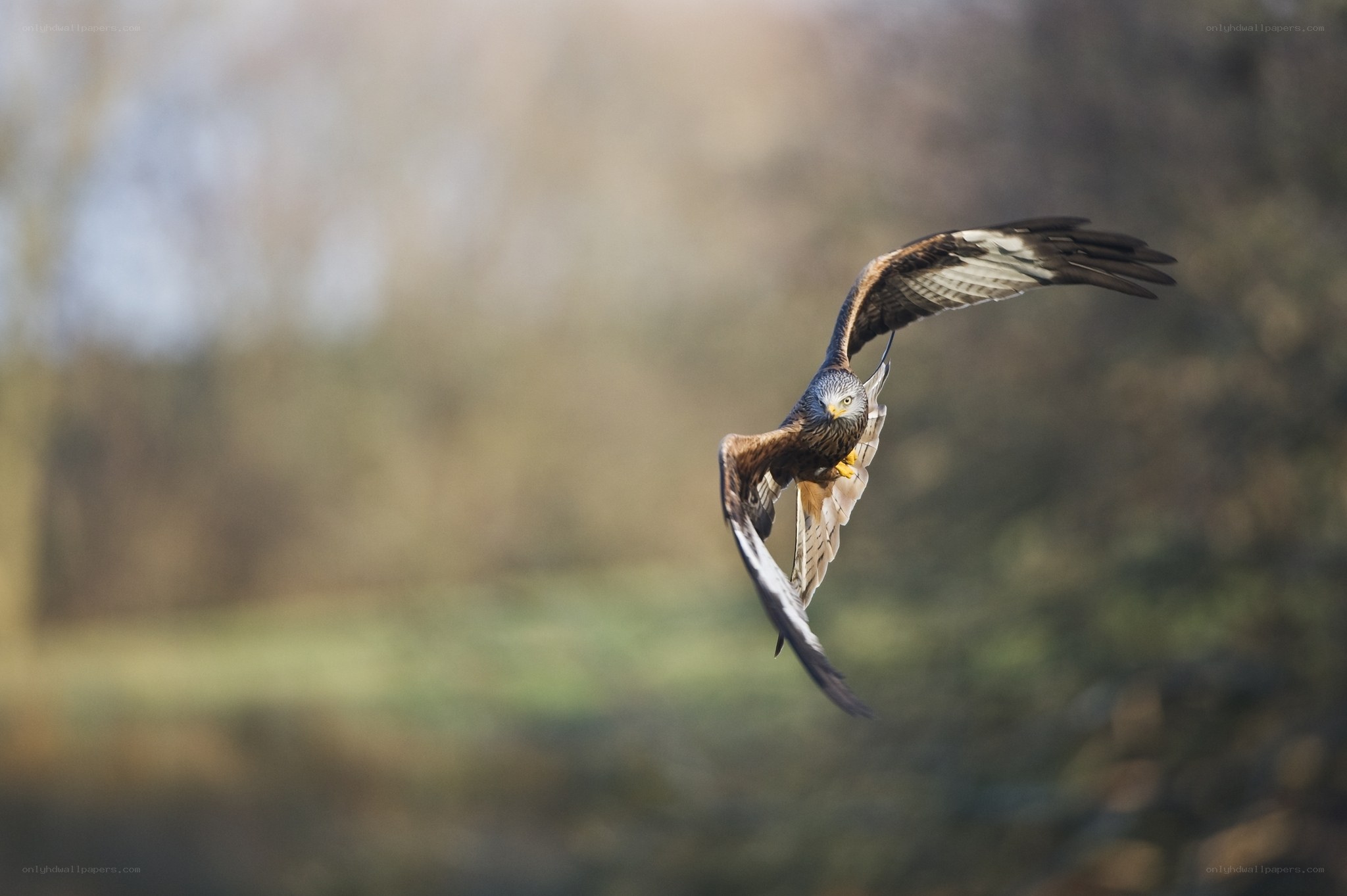 flying bird in natural setting
