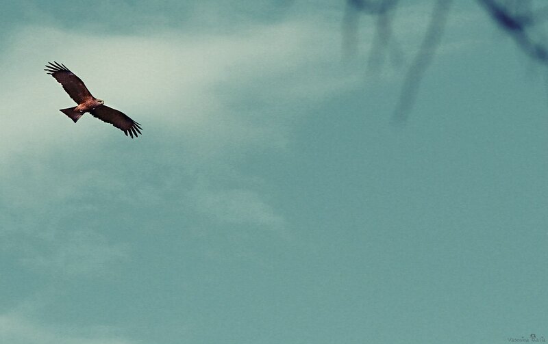 Flying Bird in Sky