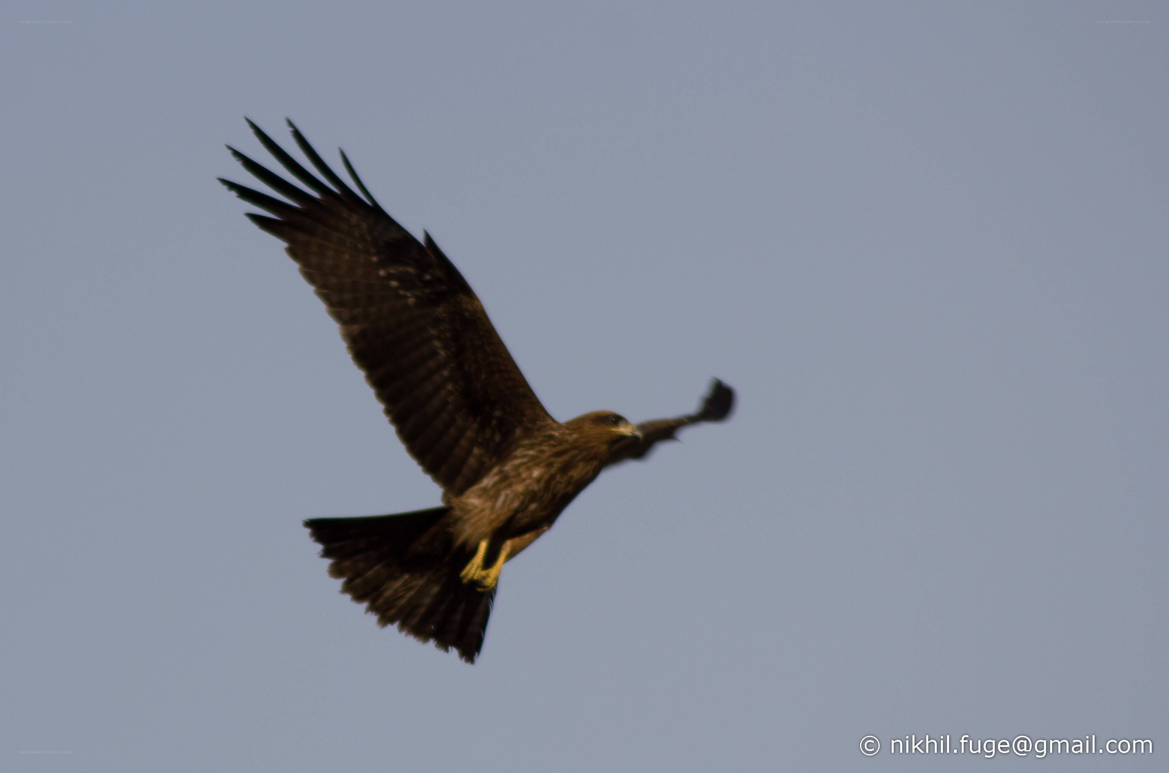 flying bird in the sky