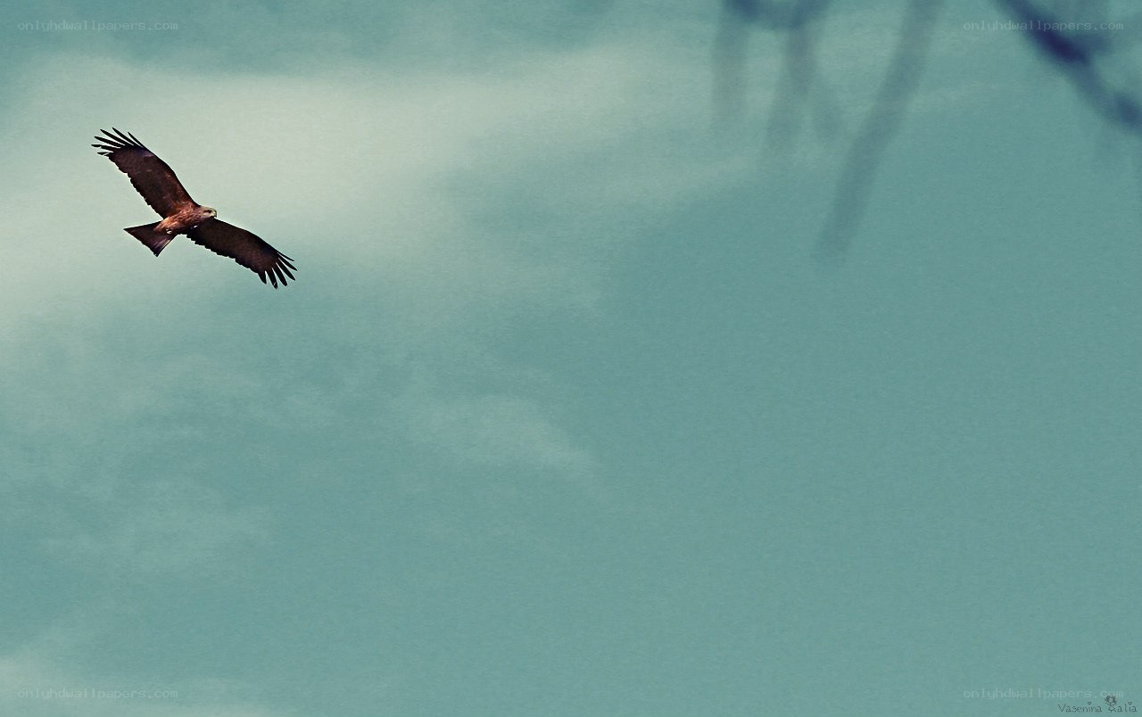 flying bird in the sky