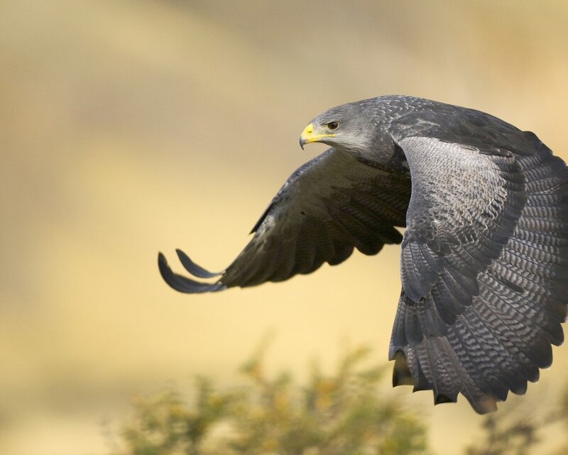flying bird of prey