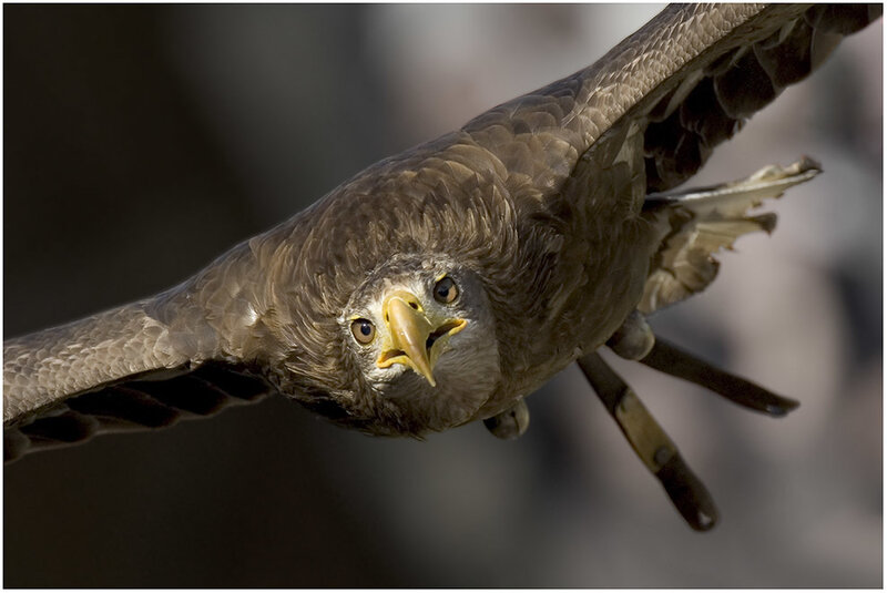 Flying Bird of Prey — Brown