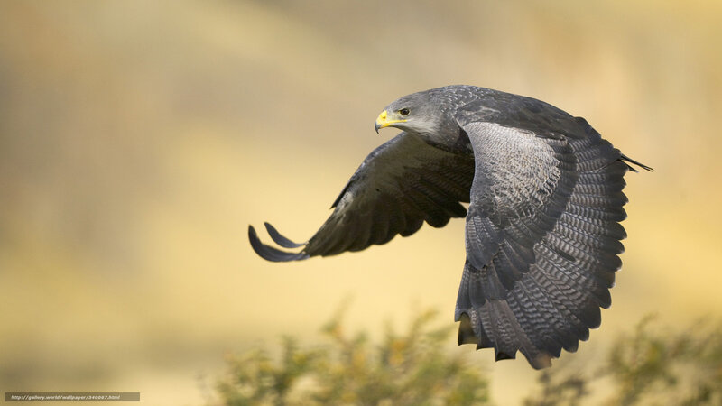 Flying Bird of Prey — Gray, Dynamic