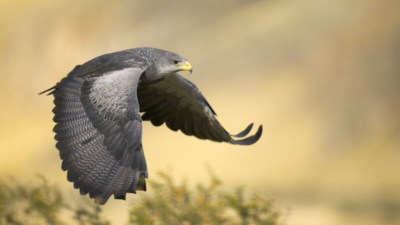 Flying Bird of Prey — Gray, Focused