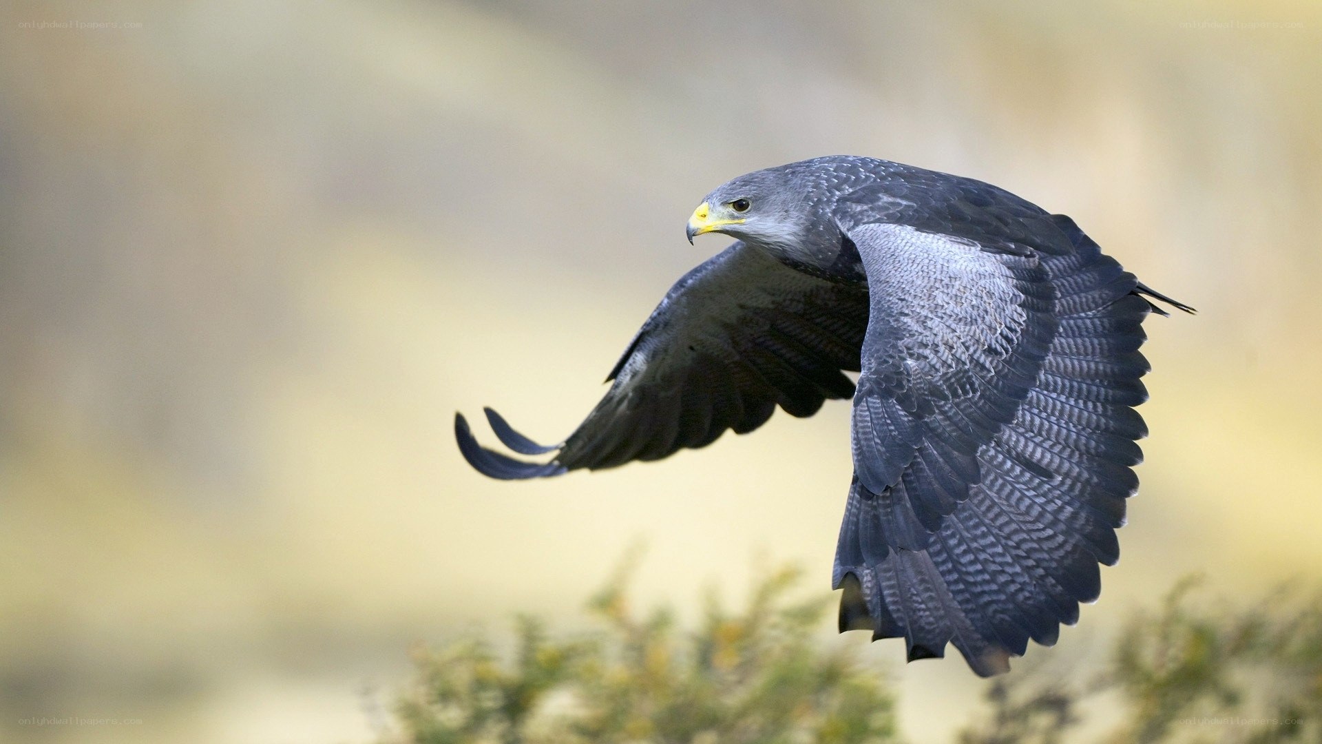 flying bird of prey